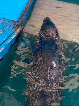ゼロ距離水族館 伊勢シーパラダイスに投稿された画像（2022/5/4）