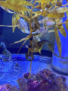 ゼロ距離水族館 伊勢シーパラダイスに投稿された画像（2022/5/4）