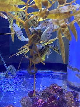 ゼロ距離水族館 伊勢シーパラダイスに投稿された画像（2022/5/4）