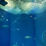 アクアワールド茨城県大洗水族館に投稿された画像（2022/5/4）