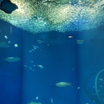 アクアワールド茨城県大洗水族館に投稿された画像（2022/5/4）