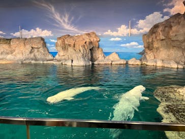 名古屋港水族館に投稿された画像（2022/5/4）