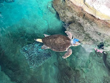 名古屋港水族館に投稿された画像（2022/5/4）
