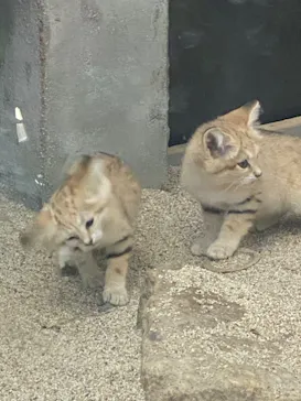 神戸どうぶつ王国に投稿された画像（2022/5/4）