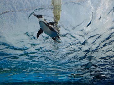 サンシャイン水族館に投稿された画像（2022/5/4）