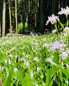 いばらきフラワーパークに投稿された画像（2022/5/4）