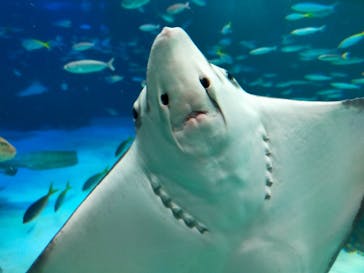 サンシャイン水族館に投稿された画像（2022/5/4）