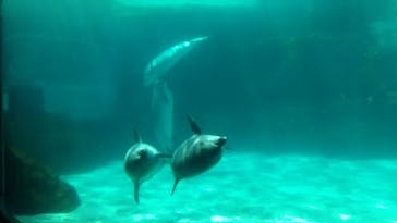 名古屋港水族館に投稿された画像（2022/5/4）