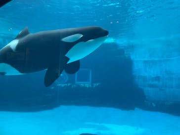 名古屋港水族館に投稿された画像（2022/5/4）