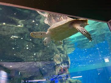 名古屋港水族館に投稿された画像（2022/5/4）