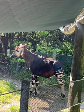 よこはま動物園ズーラシアに投稿された画像（2022/5/4）