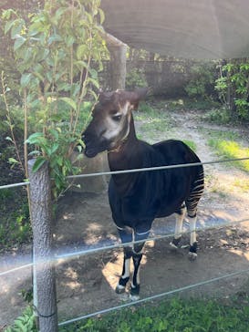 よこはま動物園ズーラシアに投稿された画像（2022/5/4）