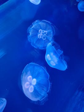 株式会社Gに投稿された画像（2022/5/4）