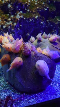 新江ノ島水族館に投稿された画像（2022/5/4）