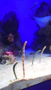 新江ノ島水族館に投稿された画像（2022/5/4）