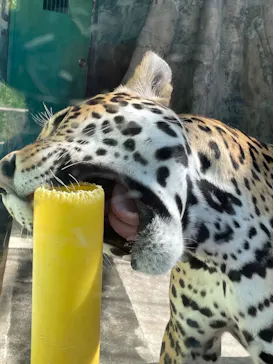 天王寺動物園に投稿された画像（2022/5/4）