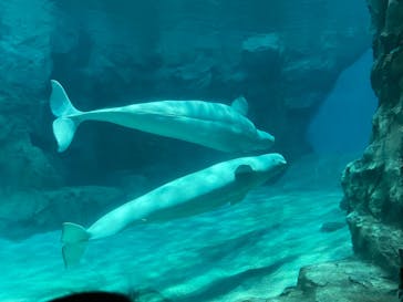 名古屋港水族館に投稿された画像（2022/5/4）