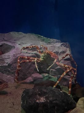 名古屋港水族館に投稿された画像（2022/5/4）