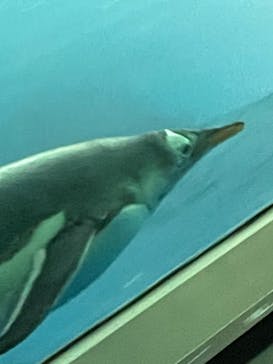 名古屋港水族館に投稿された画像（2022/5/4）
