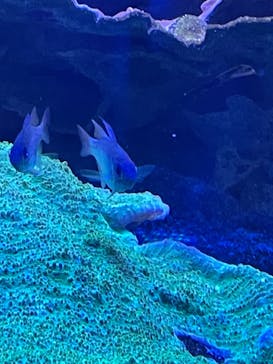 名古屋港水族館に投稿された画像（2022/5/4）