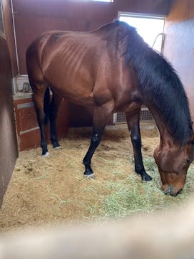 ノーザンホースパークに投稿された画像（2022/5/4）