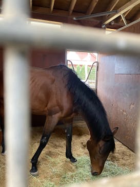 ノーザンホースパークに投稿された画像（2022/5/4）