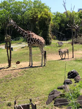 天王寺動物園に投稿された画像（2022/5/4）