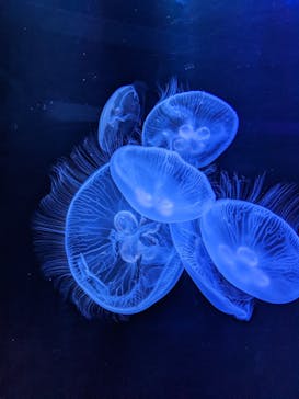 マリンワールド海の中道に投稿された画像（2022/5/4）