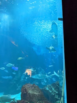 マリンワールド海の中道に投稿された画像（2022/5/4）