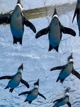 サンシャイン水族館に投稿された画像（2022/5/4）