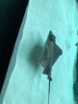 サンシャイン水族館に投稿された画像（2022/5/4）