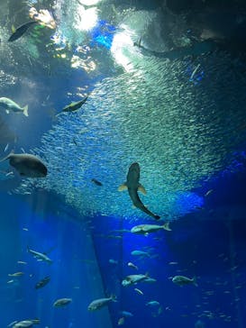 アクアワールド茨城県大洗水族館に投稿された画像（2022/5/4）
