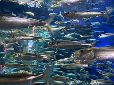 アクアワールド茨城県大洗水族館に投稿された画像（2022/5/4）