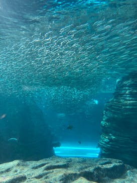 上越市立水族博物館 うみがたりに投稿された画像（2022/5/4）