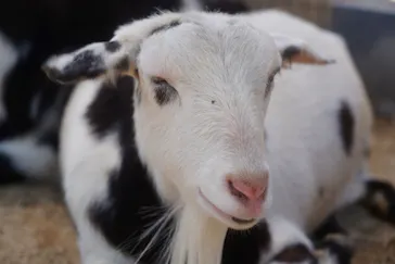 天王寺動物園に投稿された画像（2022/5/4）