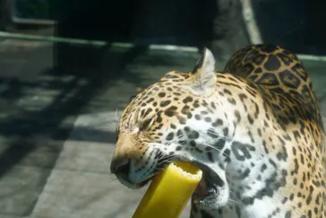 天王寺動物園に投稿された画像（2022/5/4）