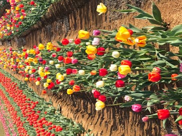 牧歌の里に投稿された画像（2022/5/4）