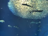 アクアワールド茨城県大洗水族館に投稿された画像（2022/5/4）