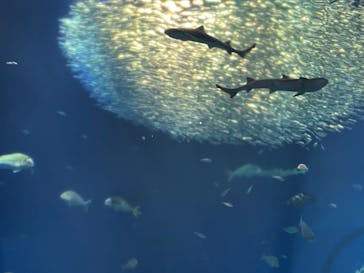 アクアワールド茨城県大洗水族館に投稿された画像（2022/5/4）
