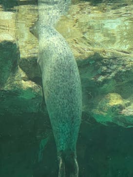 アクアワールド茨城県大洗水族館に投稿された画像（2022/5/4）