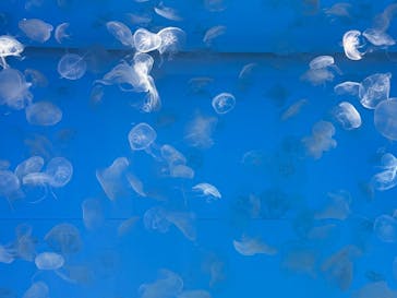 アクアワールド茨城県大洗水族館に投稿された画像（2022/5/4）