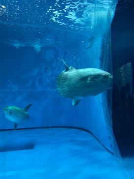 アクアワールド茨城県大洗水族館に投稿された画像（2022/5/4）