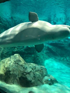 名古屋港水族館に投稿された画像（2022/5/4）