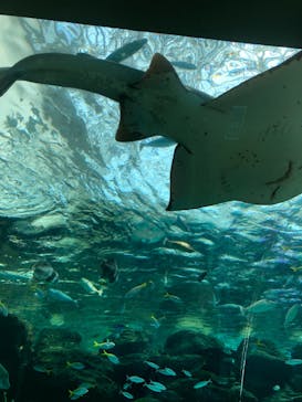 名古屋港水族館に投稿された画像（2022/5/4）