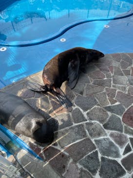 大分マリーンパレス水族館 「うみたまご」に投稿された画像（2022/5/4）