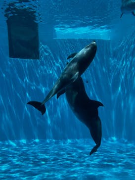 名古屋港水族館に投稿された画像（2022/5/4）