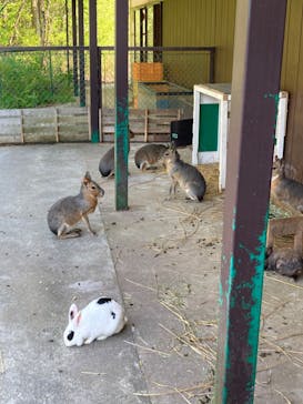 岩手サファリパークに投稿された画像（2022/5/4）