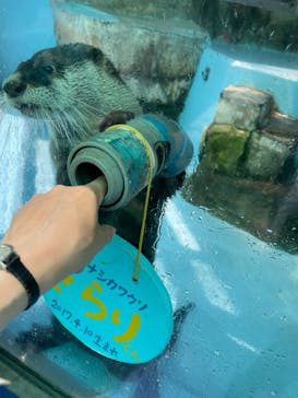 ゼロ距離水族館 伊勢シーパラダイスに投稿された画像（2022/5/4）