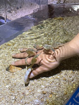 ゼロ距離水族館 伊勢シーパラダイスに投稿された画像（2022/5/4）