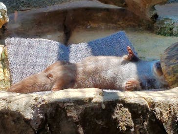 那須どうぶつ王国に投稿された画像（2022/5/4）